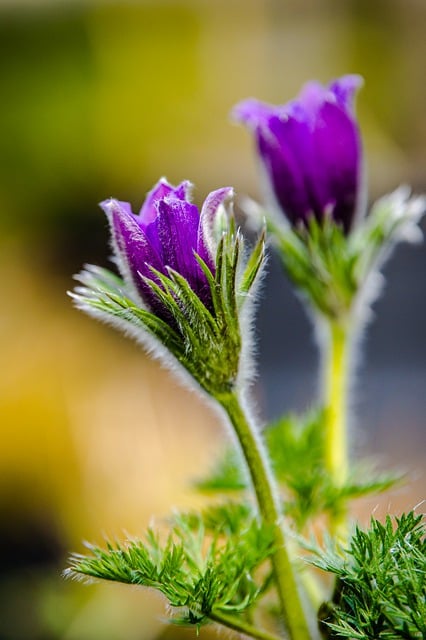 Free download flower flower stalk flower branch free picture to be edited with GIMP free online image editor