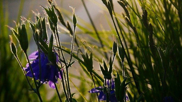 הורדה חינם Flower Flowers Vote - תמונה או תמונה בחינם לעריכה עם עורך התמונות המקוון GIMP