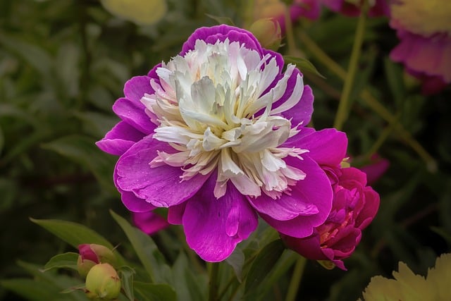 Free download flower flower wallpaper blossom free picture to be edited with GIMP free online image editor
