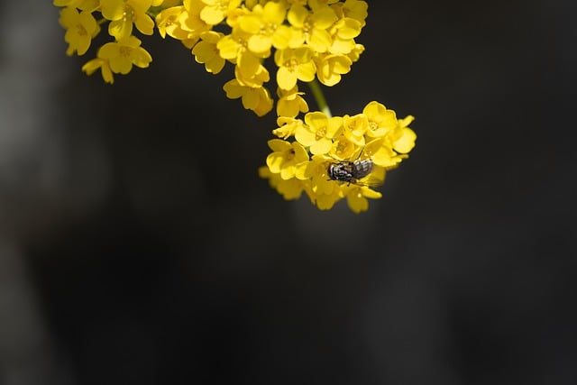 Free download flower fly insect blossom bloom free picture to be edited with GIMP free online image editor