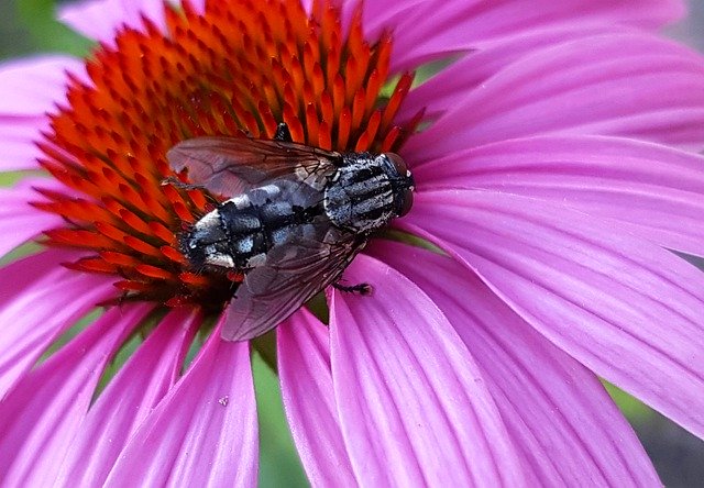 Download gratuito Flower Fly Nature: foto o immagine gratuita da modificare con l'editor di immagini online GIMP