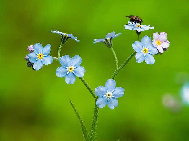 Muat turun percuma Flower Fly Plant - foto atau gambar percuma untuk diedit dengan editor imej dalam talian GIMP