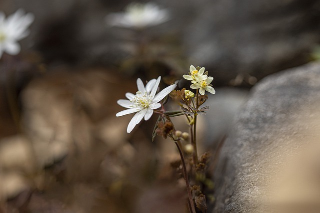 Free download flower forest nature spring botany free picture to be edited with GIMP free online image editor
