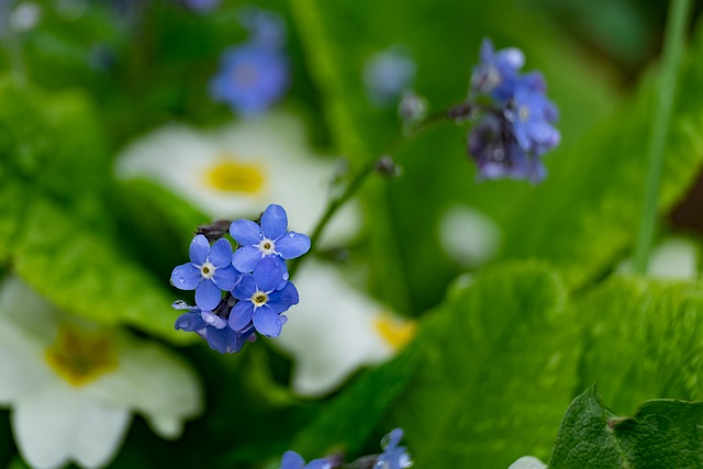 Free download flower forget me not garden spring free picture to be edited with GIMP free online image editor