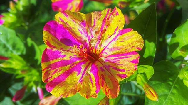 Free download flower four o clock flower botany free picture to be edited with GIMP free online image editor
