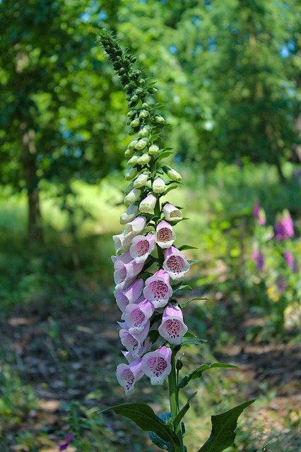 Free download Flower Foxglove Plant -  free photo or picture to be edited with GIMP online image editor