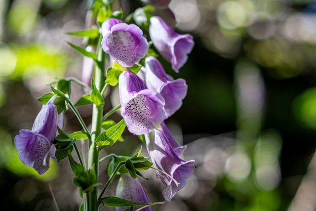 Free download flower foxglove purple macro free picture to be edited with GIMP free online image editor
