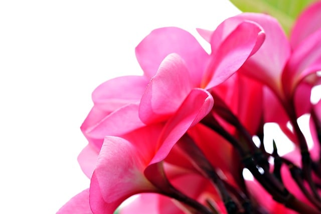 Free download flower frangi pani plumeria flora free picture to be edited with GIMP free online image editor