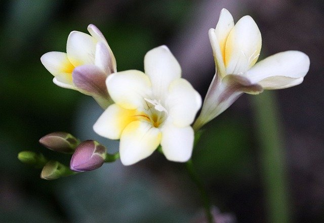 Free download Flower Freesia Fragrant -  free photo or picture to be edited with GIMP online image editor