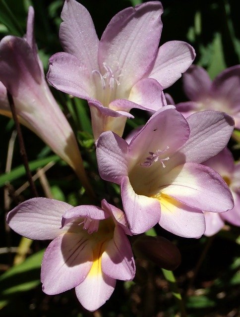 Free download Flower Freesia Mauve -  free photo or picture to be edited with GIMP online image editor