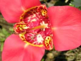 Free download FLOWER FROM YARD SAN JOSE CALIFORNIA 7 2008. JPG ( 23) free photo or picture to be edited with GIMP online image editor