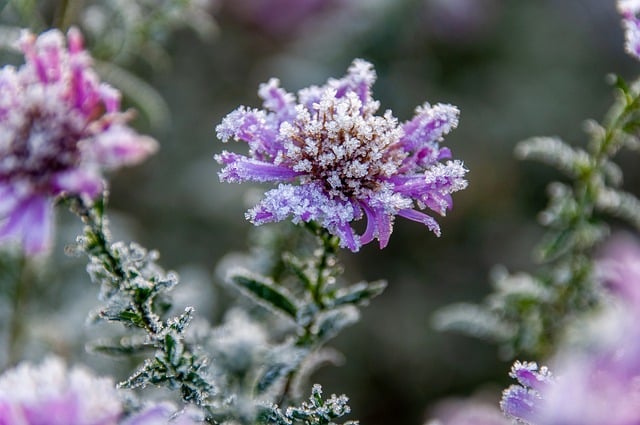 Free download flower frozen winter nature botany free picture to be edited with GIMP free online image editor