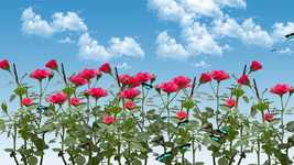 Free download Flower Garden -  free video to be edited with OpenShot online video editor