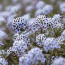 Flower garden blooms outdoors  screen for extension Chrome web store in OffiDocs Chromium