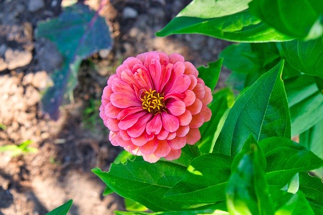 Free download Flower Garden Close Up -  free photo or picture to be edited with GIMP online image editor