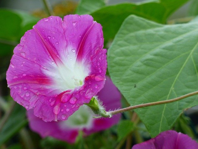 הורדה חינם Flower Garden Dew - תמונה או תמונה בחינם לעריכה עם עורך התמונות המקוון GIMP
