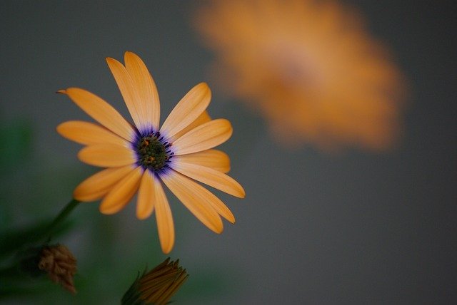 Download grátis Flower Garden Floral modelo de foto grátis para ser editado com o editor de imagens online GIMP