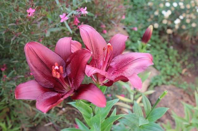 Template Photo Flower Garden Lily -  for OffiDocs