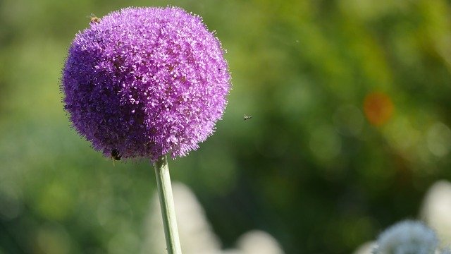 Free download Flower Garden Park In -  free photo or picture to be edited with GIMP online image editor