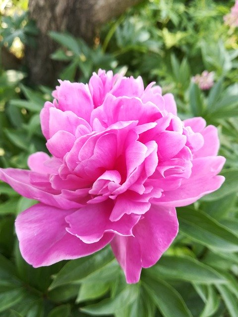 ດາວໂຫຼດຟຣີ Flower Garden Peony - ຮູບພາບຫຼືຮູບພາບທີ່ບໍ່ເສຍຄ່າເພື່ອແກ້ໄຂດ້ວຍບັນນາທິການຮູບພາບອອນໄລນ໌ GIMP