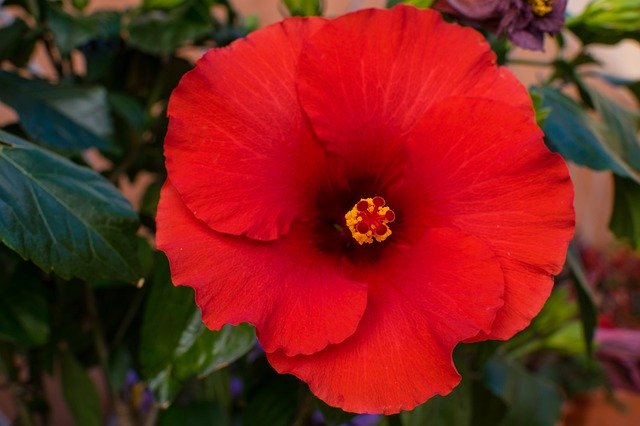 Téléchargement gratuit de Pétale de Jardin de Fleurs - photo ou image gratuite à modifier avec l'éditeur d'images en ligne GIMP