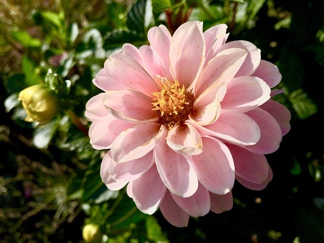 Gratis download Flower Garden Pink - gratis gratis foto of afbeelding om te bewerken met GIMP online afbeeldingseditor