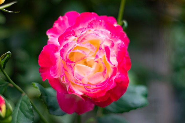 Free download flower garden rose plant flora free picture to be edited with GIMP free online image editor