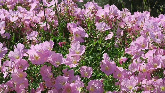 Descărcare gratuită Flower Garden Spring - fotografie sau imagine gratuită pentru a fi editată cu editorul de imagini online GIMP