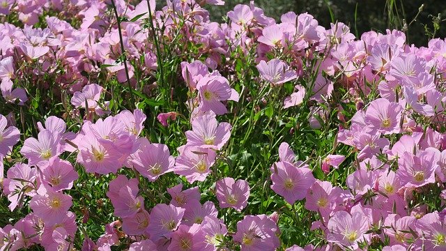 ດາວໂຫຼດຟຣີ Flower Garden Spring - ຮູບພາບຫຼືຮູບພາບທີ່ບໍ່ເສຍຄ່າເພື່ອແກ້ໄຂດ້ວຍຕົວແກ້ໄຂຮູບພາບອອນໄລນ໌ GIMP