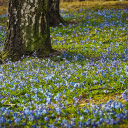 Flower garden under the trees  screen for extension Chrome web store in OffiDocs Chromium