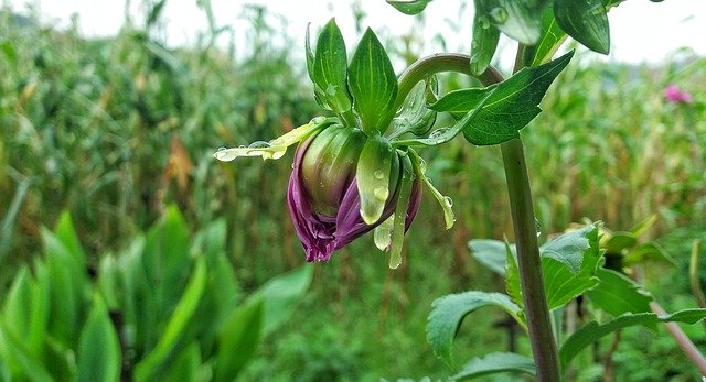 Free download Flower Garden Waterdrop -  free photo or picture to be edited with GIMP online image editor