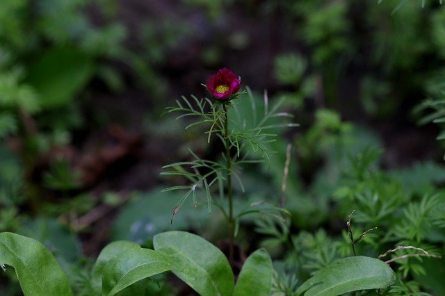 Download gratuito Flower Garnet-Red Plant - foto o immagine gratuita da modificare con l'editor di immagini online di GIMP