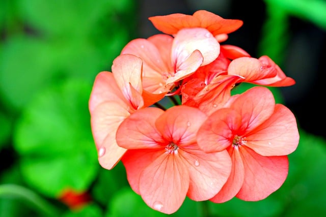 Free download flower geranium botany bloom free picture to be edited with GIMP free online image editor