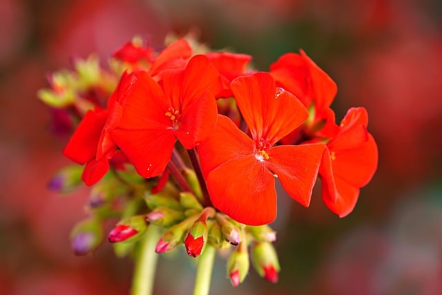 Free download flower geranium flora nature free picture to be edited with GIMP free online image editor