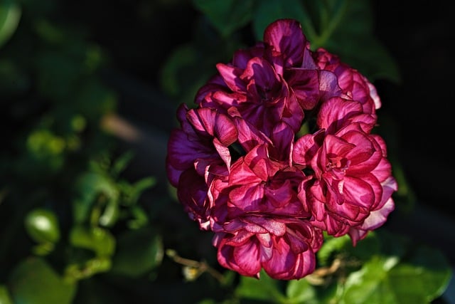 Free download flower geranium leaves macro free picture to be edited with GIMP free online image editor