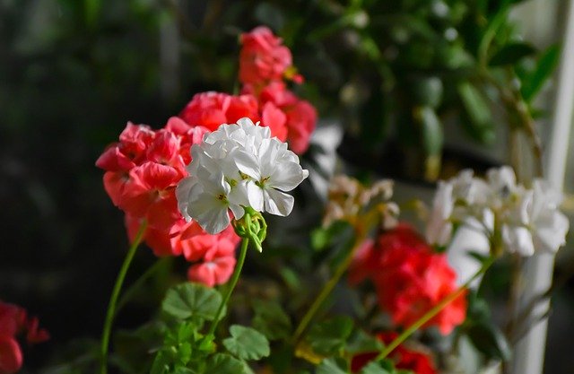 Free download Flower Geranium Pink -  free photo or picture to be edited with GIMP online image editor
