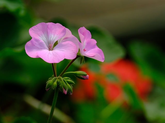 Free download flower geranium pink flower flora free picture to be edited with GIMP free online image editor