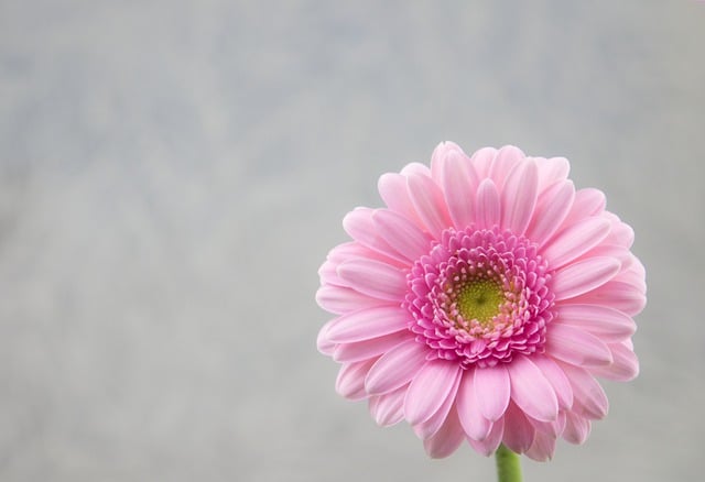 Free download flower gerbera bloom blossom flora free picture to be edited with GIMP free online image editor