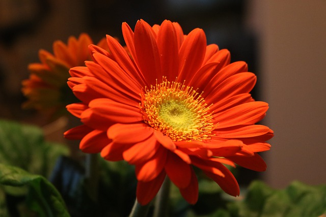 Free download flower gerbera blossom spring free picture to be edited with GIMP free online image editor
