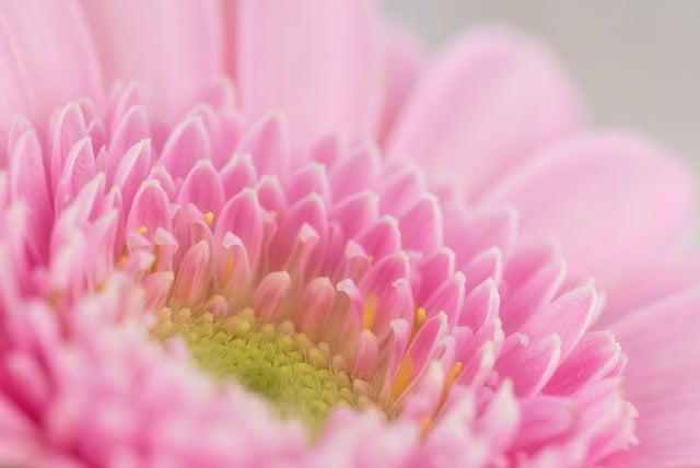 Free download flower gerbera petals bloom free picture to be edited with GIMP free online image editor