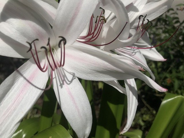 Descarga gratuita Flower Giant White Spider Lilly: foto o imagen gratuita para editar con el editor de imágenes en línea GIMP