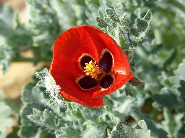 הורדה חינם Flower Glaucium Corniculatum - תמונה או תמונה בחינם לעריכה עם עורך התמונות המקוון GIMP