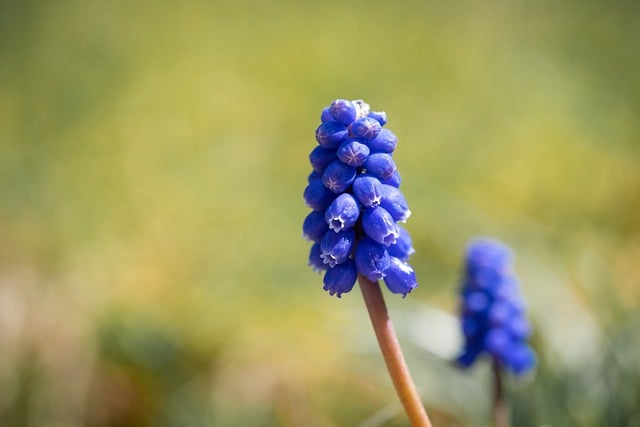 Free download flower grape hyacinth blue free picture to be edited with GIMP free online image editor