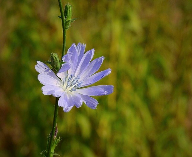 Free download Flower Grasshopper Meadow -  free photo or picture to be edited with GIMP online image editor