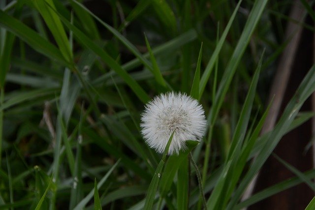 Descărcare gratuită Flower Grass Mato - fotografie sau imagini gratuite pentru a fi editate cu editorul de imagini online GIMP