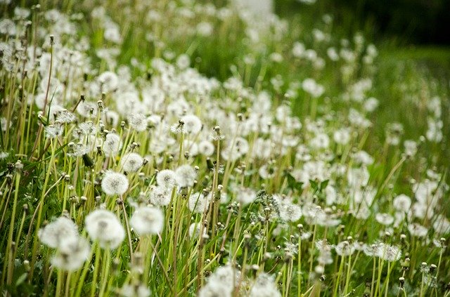 ดาวน์โหลดฟรี Flower Green Beautiful - ภาพถ่ายหรือรูปภาพฟรีที่จะแก้ไขด้วยโปรแกรมแก้ไขรูปภาพออนไลน์ GIMP