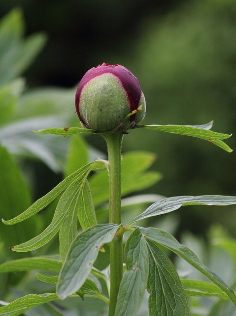 Free download flower green blossom bloom plant free picture to be edited with GIMP free online image editor