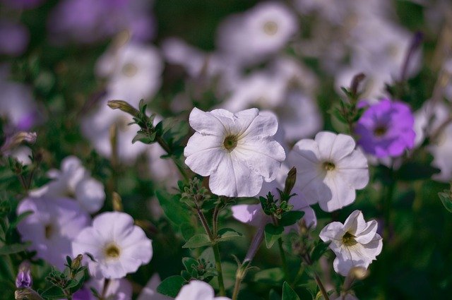 Descarga gratuita Flower Greenery Nature: foto o imagen gratuita para editar con el editor de imágenes en línea GIMP