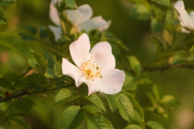 Free download flower green leaves nature free picture to be edited with GIMP free online image editor