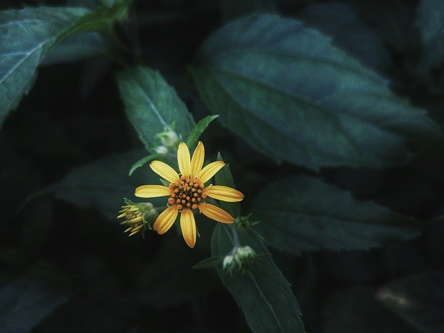 ดาวน์โหลดฟรี Flower Green Petals - ภาพถ่ายหรือรูปภาพฟรีที่จะแก้ไขด้วยโปรแกรมแก้ไขรูปภาพออนไลน์ GIMP